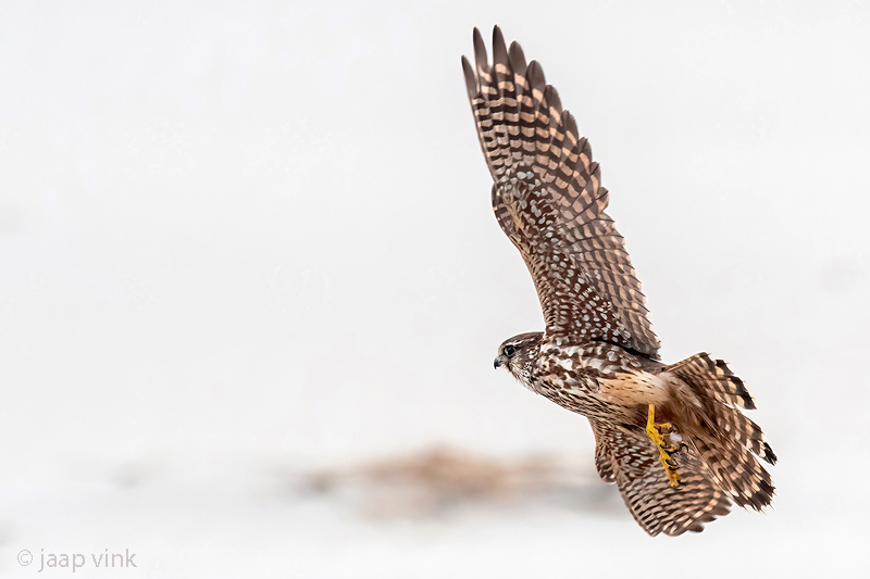 Merlin - Smelleken - Falco columbarius