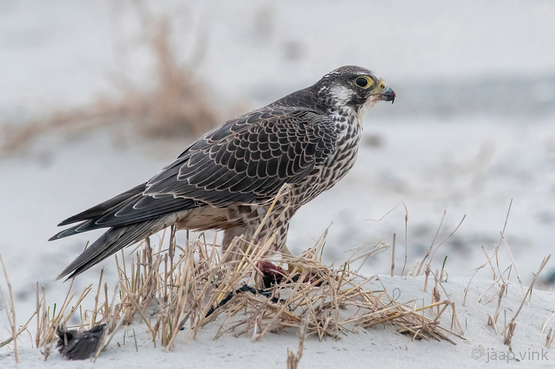 Peregrine - Slechtvalk - Falco peregrinus