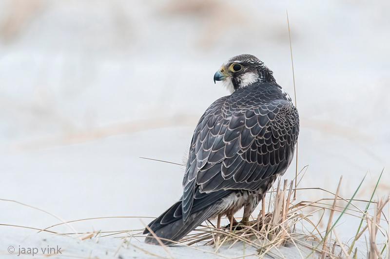 Peregrine - Slechtvalk - Falco peregrinus