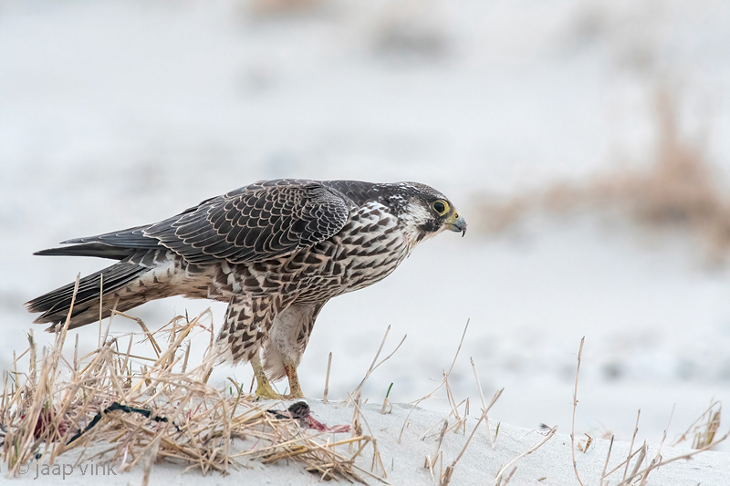 Peregrine - Slechtvalk - Falco peregrinus