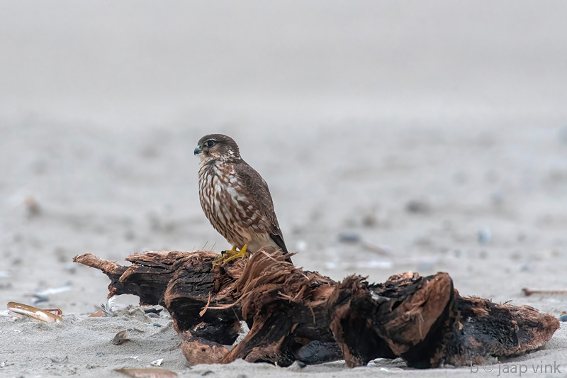 Merlin - Smelleken - Falco columbarius