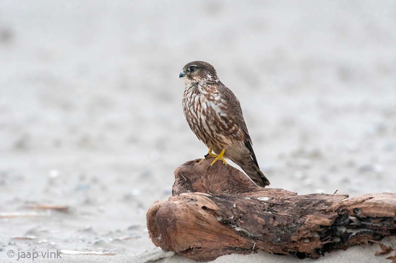 Merlin - Smelleken - Falco columbarius