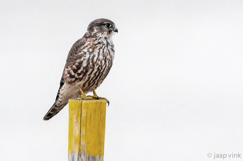 Merlin - Smelleken - Falco columbarius