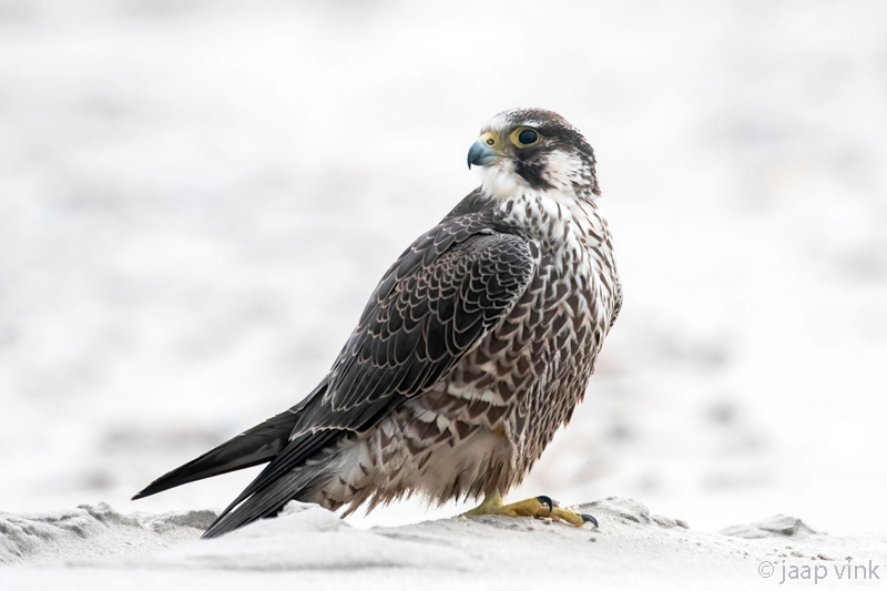 Peregrine - Slechtvalk - Falco peregrinus