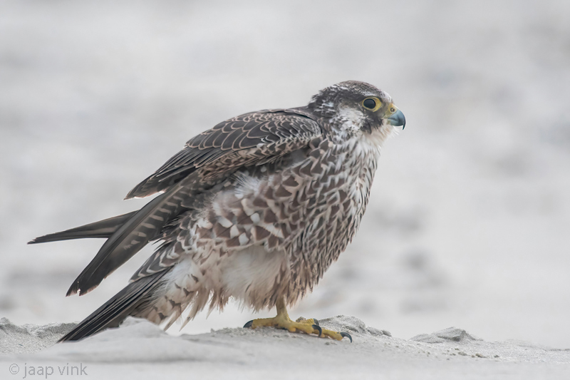 Peregrine - Slechtvalk - Falco peregrinus