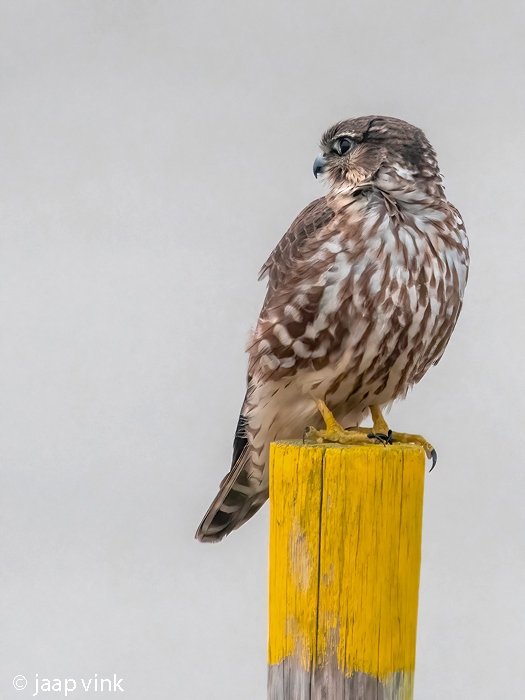 Merlin - Smelleken - Falco columbarius