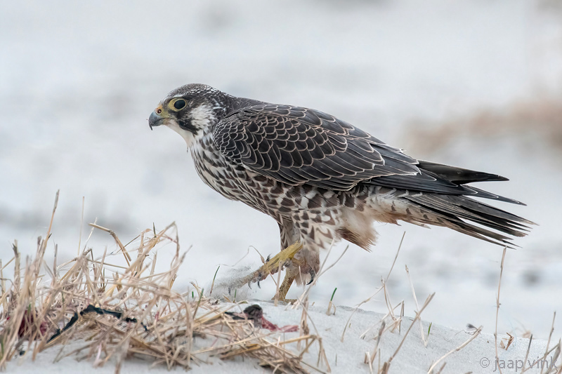 Peregrine - Slechtvalk - Falco peregrinus