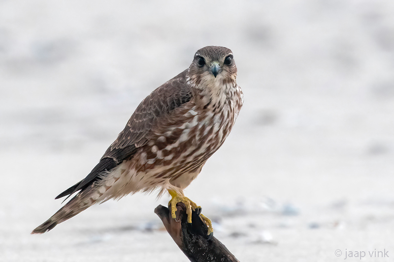 Merlin - Smelleken - Falco columbarius