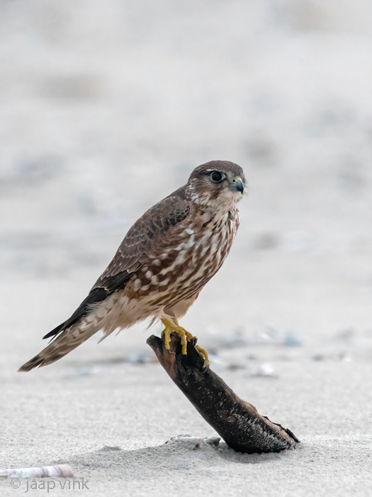 Merlin - Smelleken - Falco columbarius
