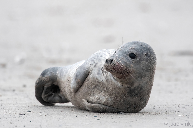 Gray Seal - Grijze Zeehond - Halichoerus grypus