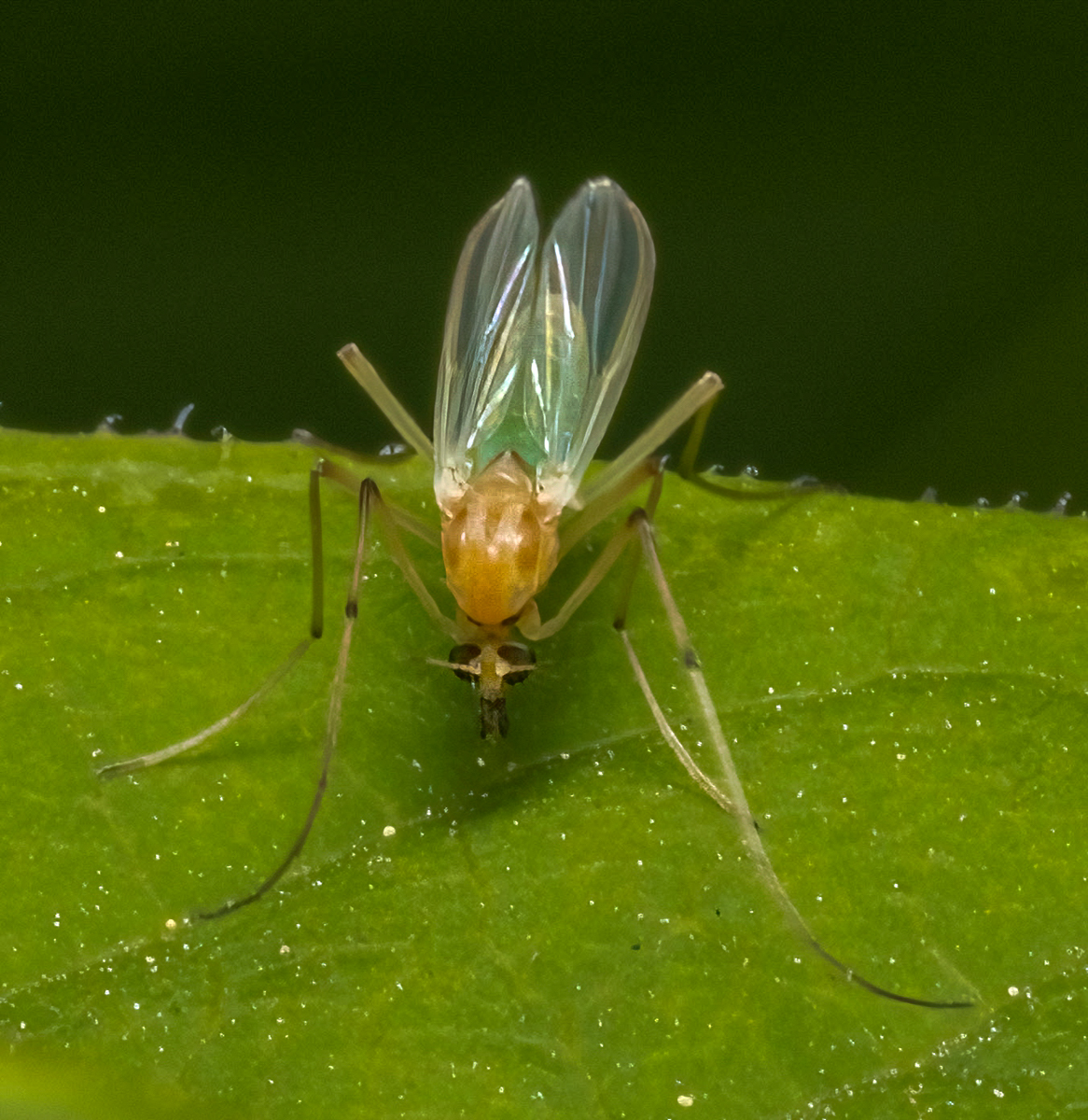 Non-biting Midge (second view)