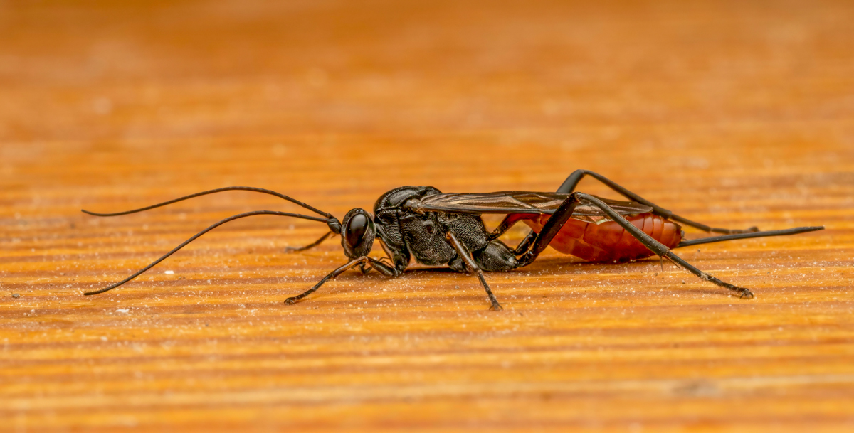 Ichneumonid Wasp on my deck.