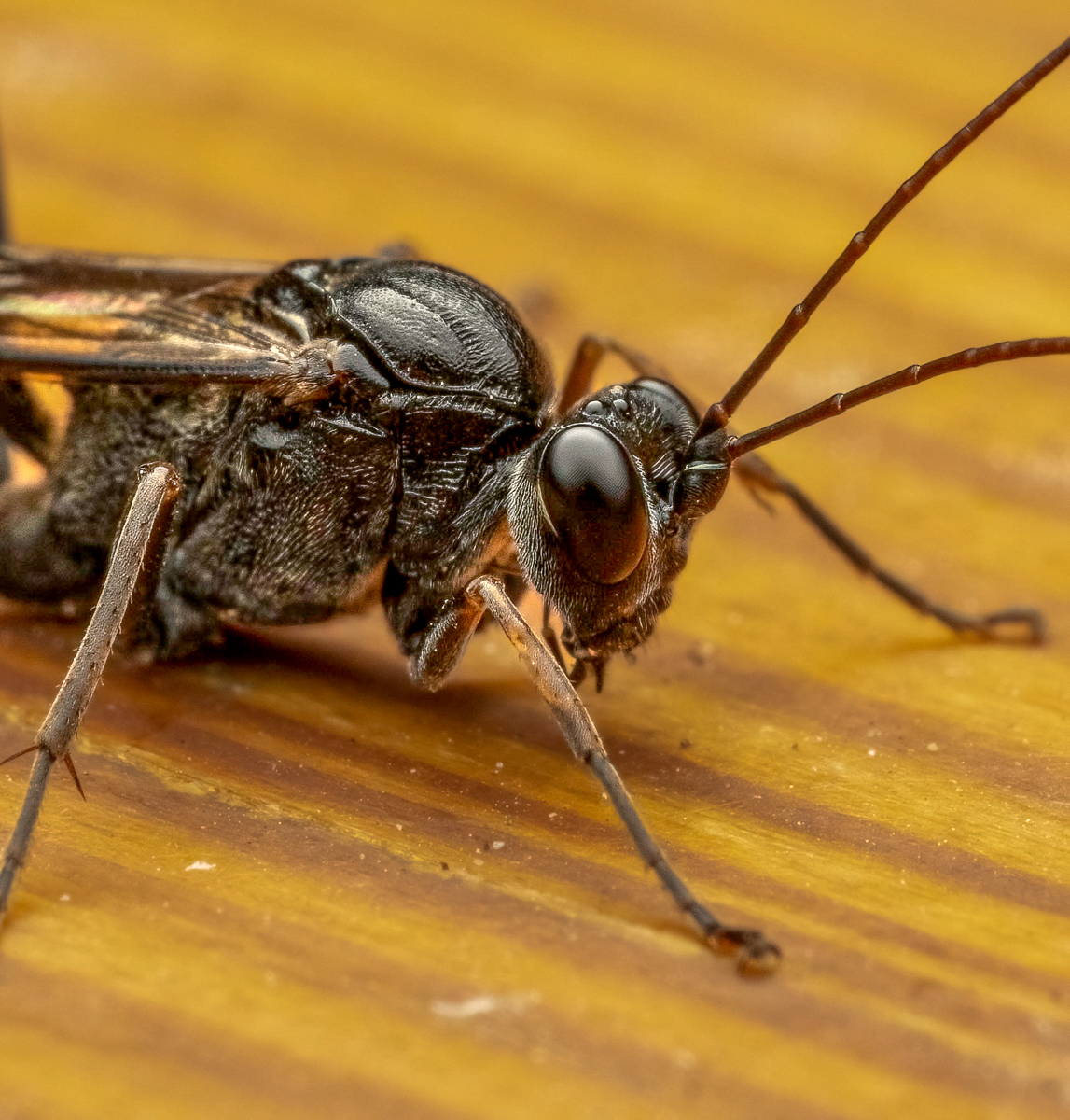 Close up of same Ichneumonid Wasp on my deck.