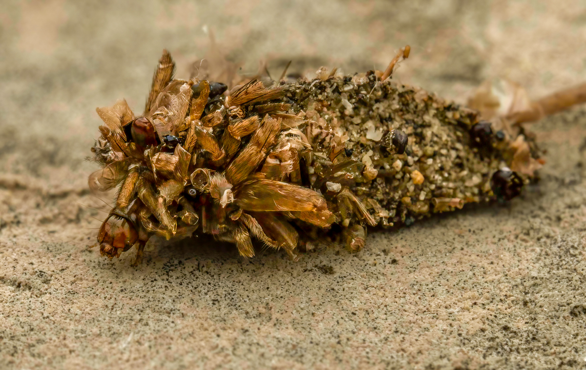 A member of the Bagworm Moth family.