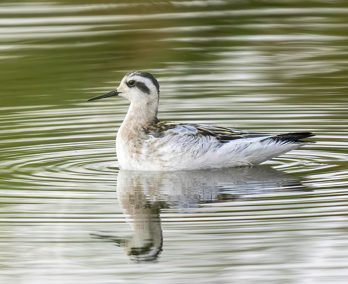 A Red-necked Phalarope in non-breeding plumage.