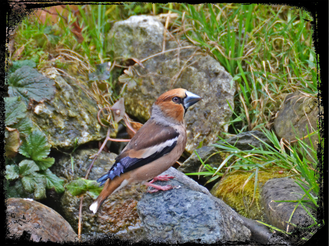 Coccothraustes coccothraustes  dlesk   DSC_001628022016pb