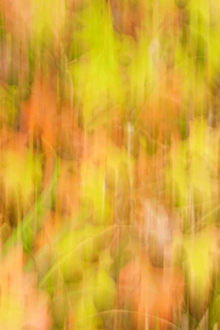 Autumn Leaves Abstract