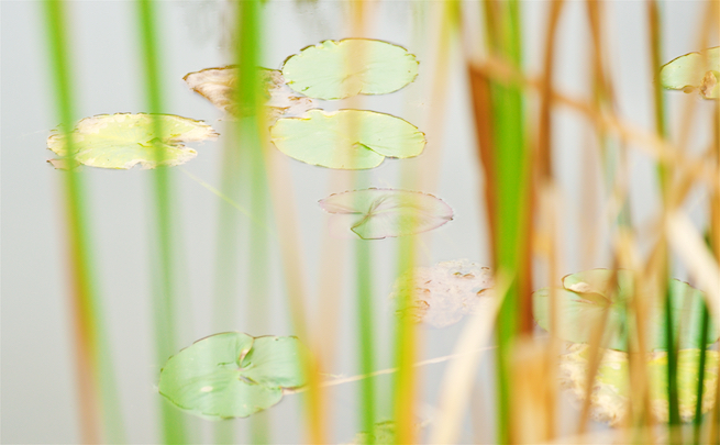 Broadleaf Pond-Lillies on a Farm Pond