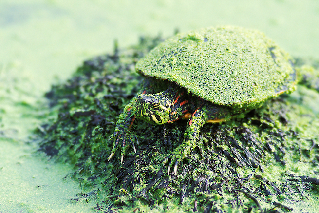 Painted Turtle  Covered in Duckweed