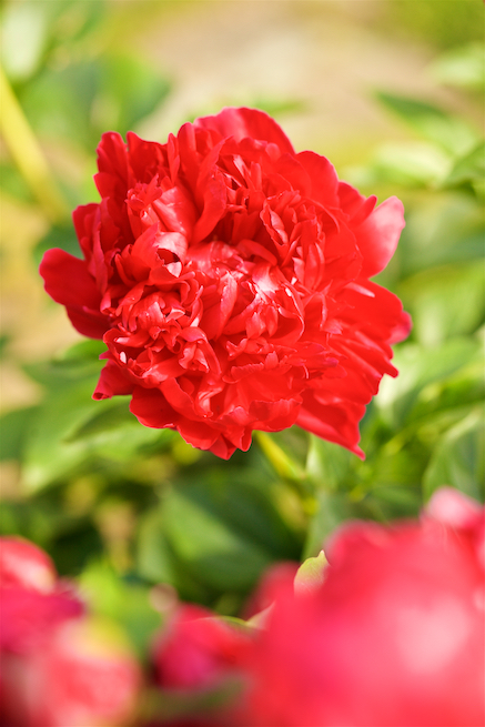 Peony Flower in Spring