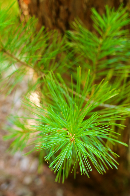 White Pine Needles 