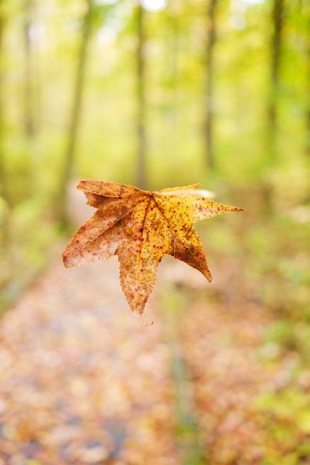 Falling Maple Leaf 