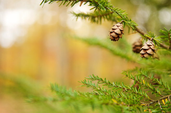 Pine Cones in Early Autumn