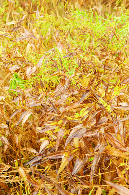 Autumn Colors in a Meadow