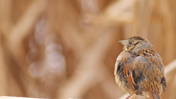 Swamp Sparrow Fluffing to Keep Warm on a Cold Winter Day