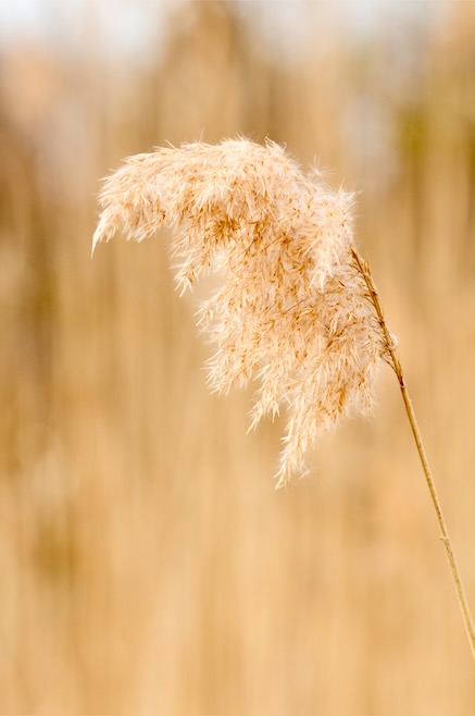 Common Reed Growing in a Salt Marsh