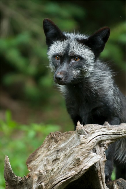 Silver Fox