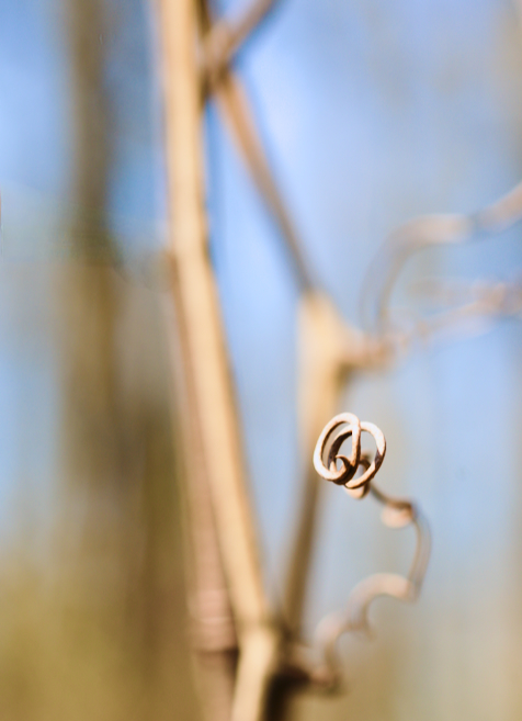 Circles in Nature