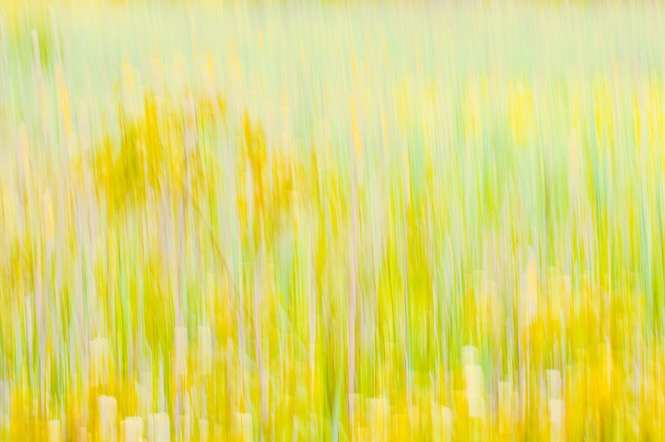  Spring in a Cattail Marsh