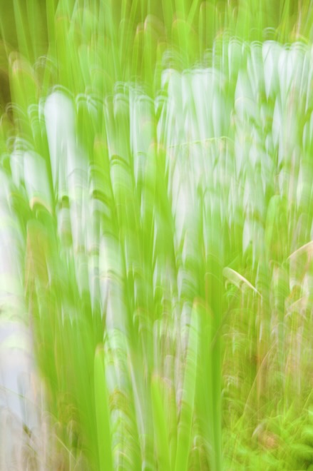 Cattails at the Edge of a Pond