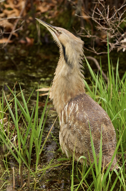 American Bittern Hunting