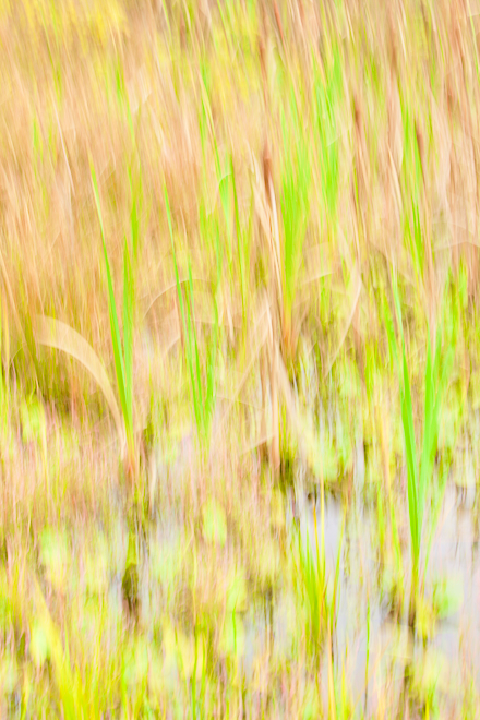 Autumn in a Cattail Marsh