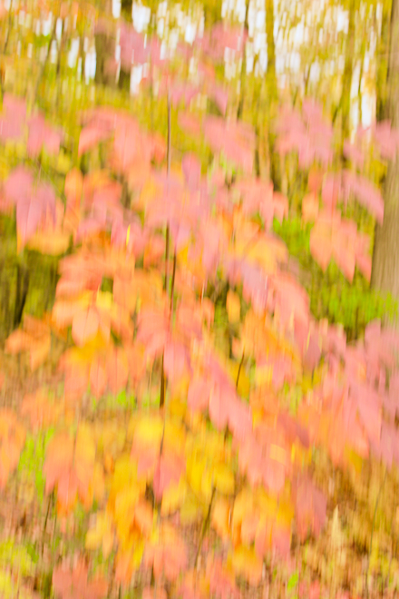 Ash Tree in Autumn