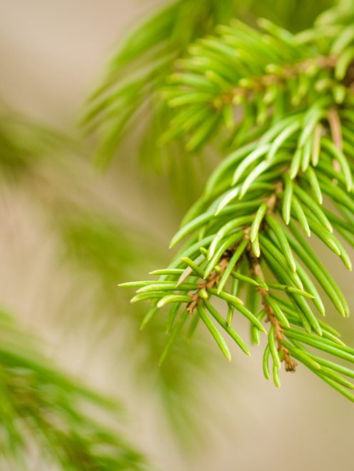 Spruce Needles Close-up