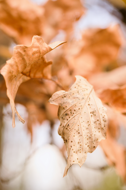 Chestnut  Oak Leaves in Late Autumn