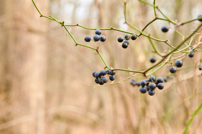 Black Currant Berries in Late Autumn