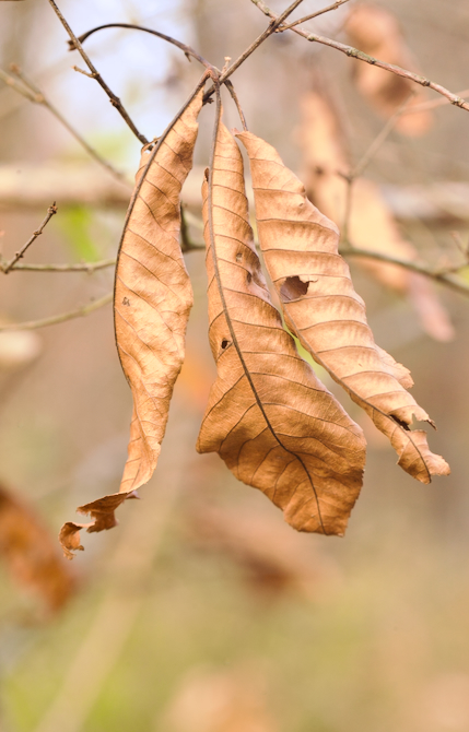 Oak Leaves in Mid-Autumn