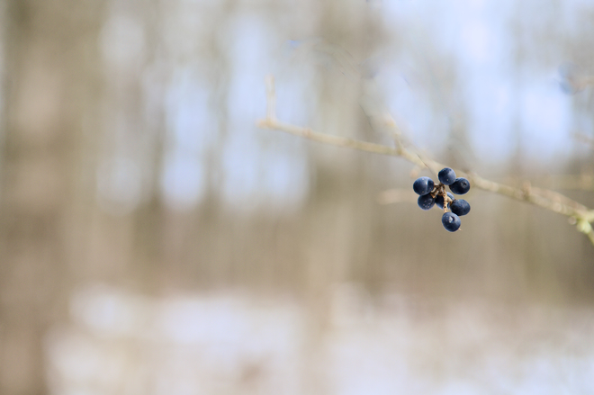 Black Currant Berries in Late Winter