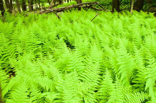 Hayscented Fern in Spring