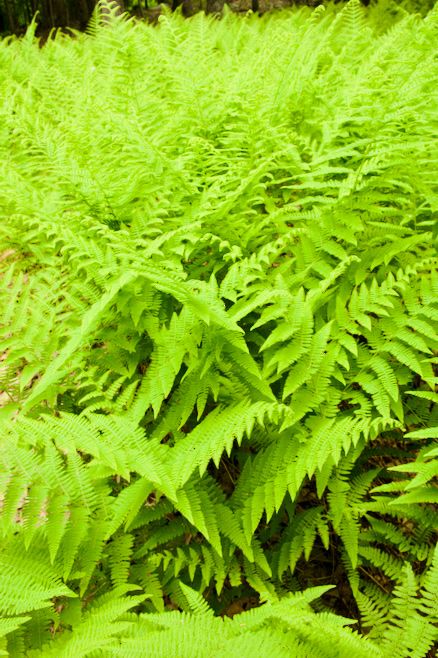 Hayscented Fern in Spring