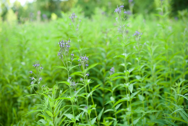 Blue Vervain in a Meadow