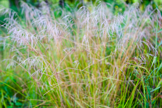Silvergrass Growing in a Meadow