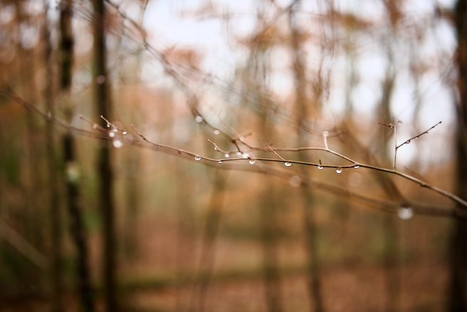 Rainy Day in a Woodland