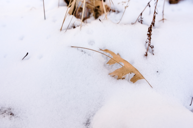 Fallen Oak Leaf in Fresh Snow