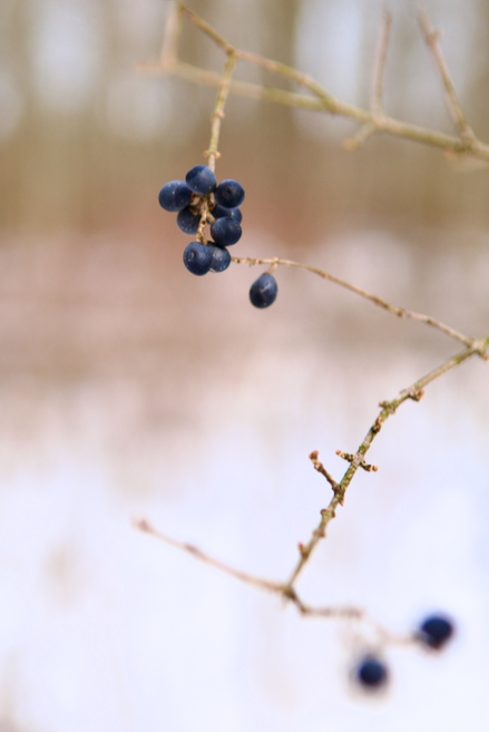 Black Currant Berries in a Woodland