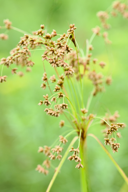 Bullrush Growing in a Meadow